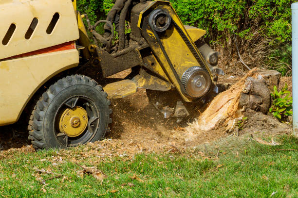 Dead Tree Removal in Ninnekah, OK